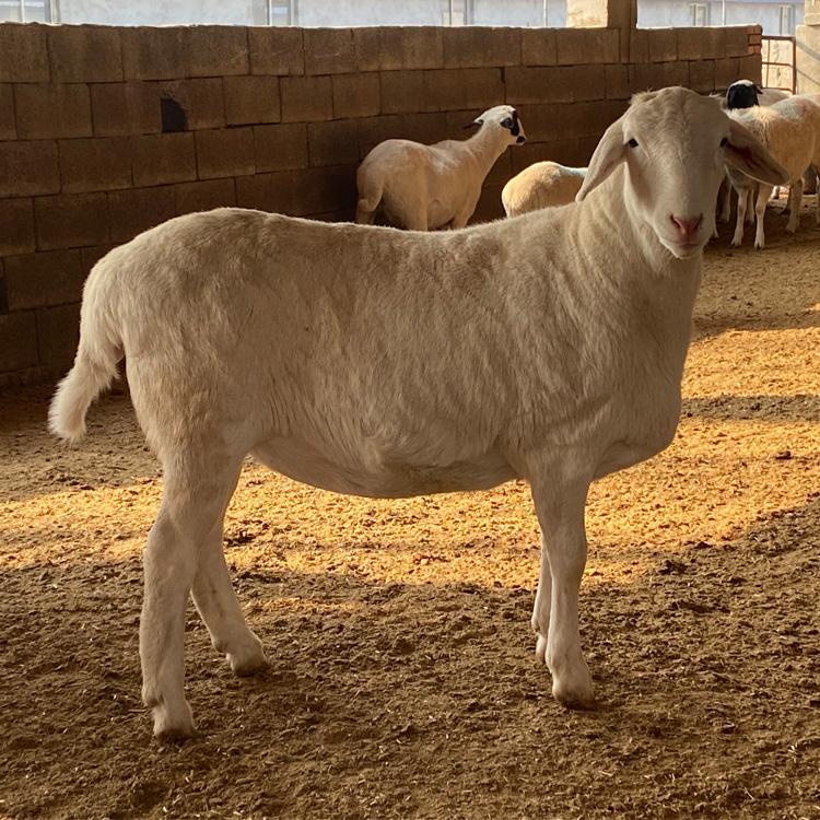澳洲白绵羊纯种小羔羊怀孕母种公养殖杜泊绵羊波尔山羊奶黑青包邮
