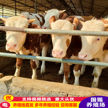 鲁西黄牛肉牛价格 养牛 肉牛犊报价 养牛基地 先看牛行情改良牛