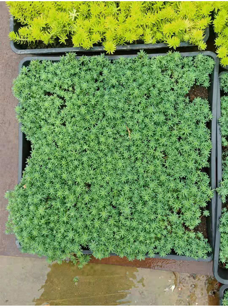 湖南基地花境屋顶花园景观工程薄雪万年草中华景天蓝佛甲草草坪