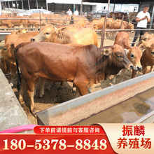 鲁西黄牛养殖场 纯 种鲁西黄牛 成品肉牛价格 牛犊怀孕母牛厂家