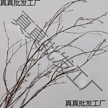 干枝梅天然干树枝树装饰玄关墙面插花云龙柳客厅搭配隔断复古枯枝