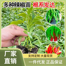 3RLM批发春季蔬菜苗幼苗番茄小秧苗四季阳台菜苗南方茄子黄瓜西瓜