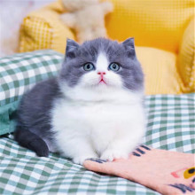 预售,还有英短蓝白1只,乳白1只,三花1只,除夕夜出生,我家_阿里巴巴找