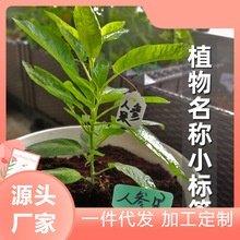 植物标签插地牌标签记号植物小插牌吊牌花名书写多肉挂绳树苗标记