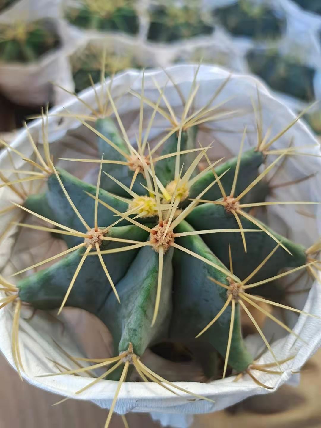 王冠龙仙人球硬刺科仙人球35盆一件办公室阳台趣味组合盆栽花卉