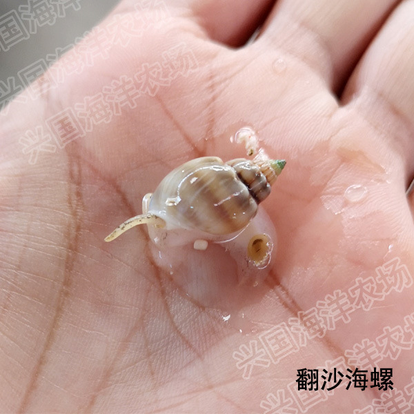 进口翻沙螺 活体海水鱼珊瑚缸海缸翻砂海星除藻生物快递包活