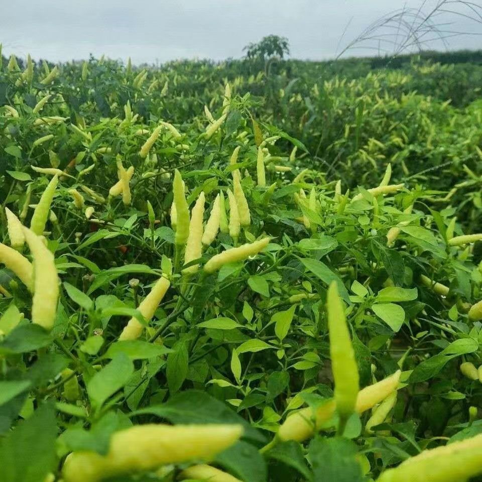 河南特产露天野山椒白泡椒椒超辣巨辣特辣海椒朝天椒灯笼椒彩椒泡