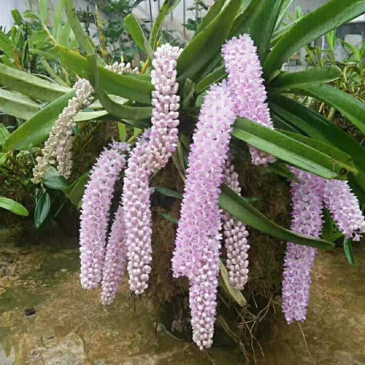 狐尾兰附生兰洋兰文心兰铁皮石斛盆栽石斛花苗石斛兰花卉