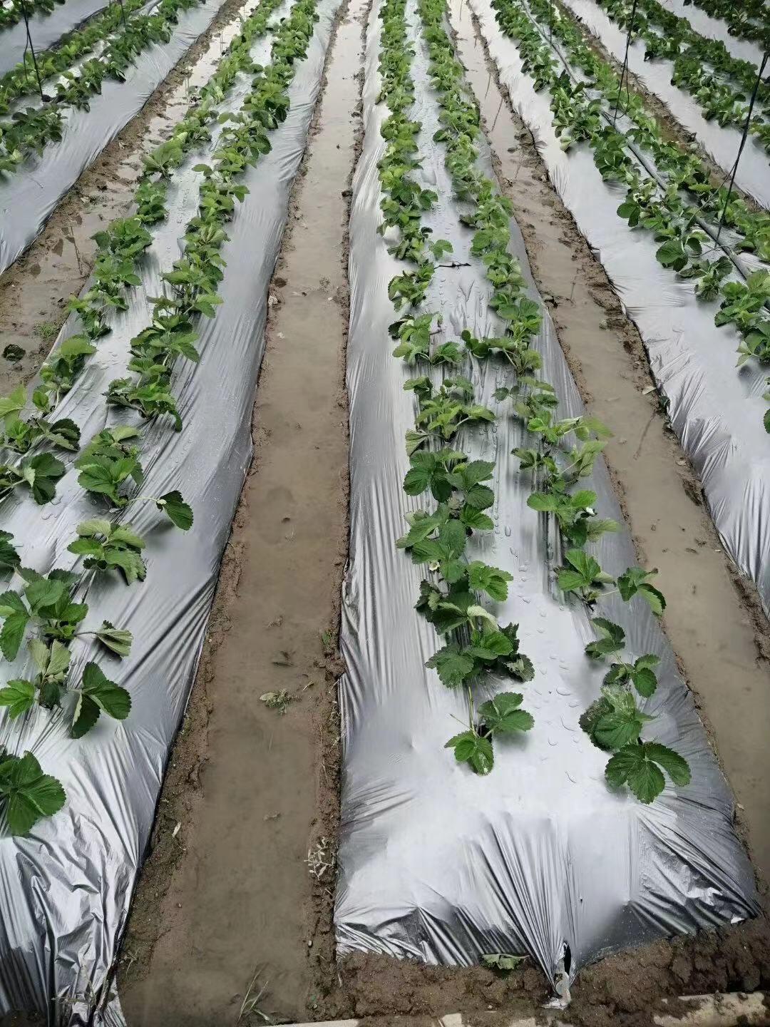 加急单2022春厂家供应大棚内种植用生长袋黑白种植袋12升基质育苗袋