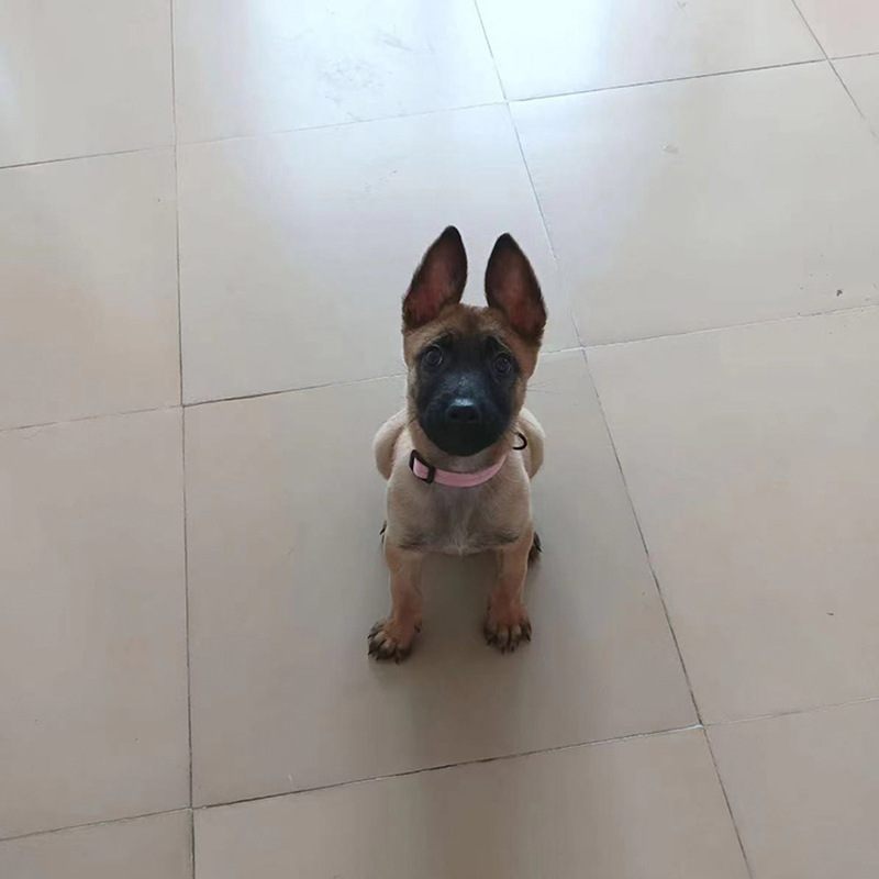 纯种马犬幼犬双血统老版马犬活体幼崽大骨架爆红色工作犬-阿里巴巴