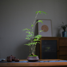 青龙竹盆栽办公室桌面好养植物客厅室内摆件禅意盆景茶室竹子绿植