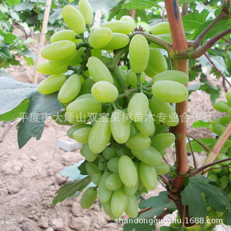 青提 无核白鸡心 山东平度基地批发新品种葡萄树苗价格低现货多