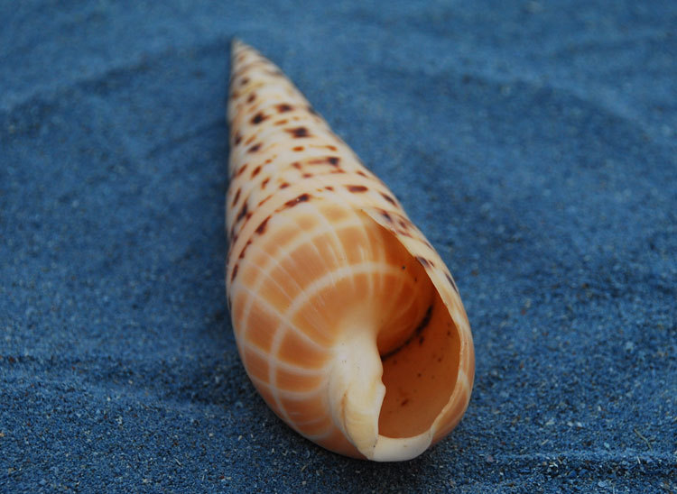 大笋螺天然大贝壳海螺鱼缸造景手工diy漂流瓶装饰卷贝鱼寄居蟹壳