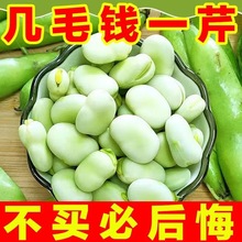 蚕豆