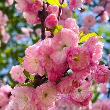 园林绿化苗木庭院观花植物梅花苗嫁接榆叶梅苗榆叶梅树苗风景树苗