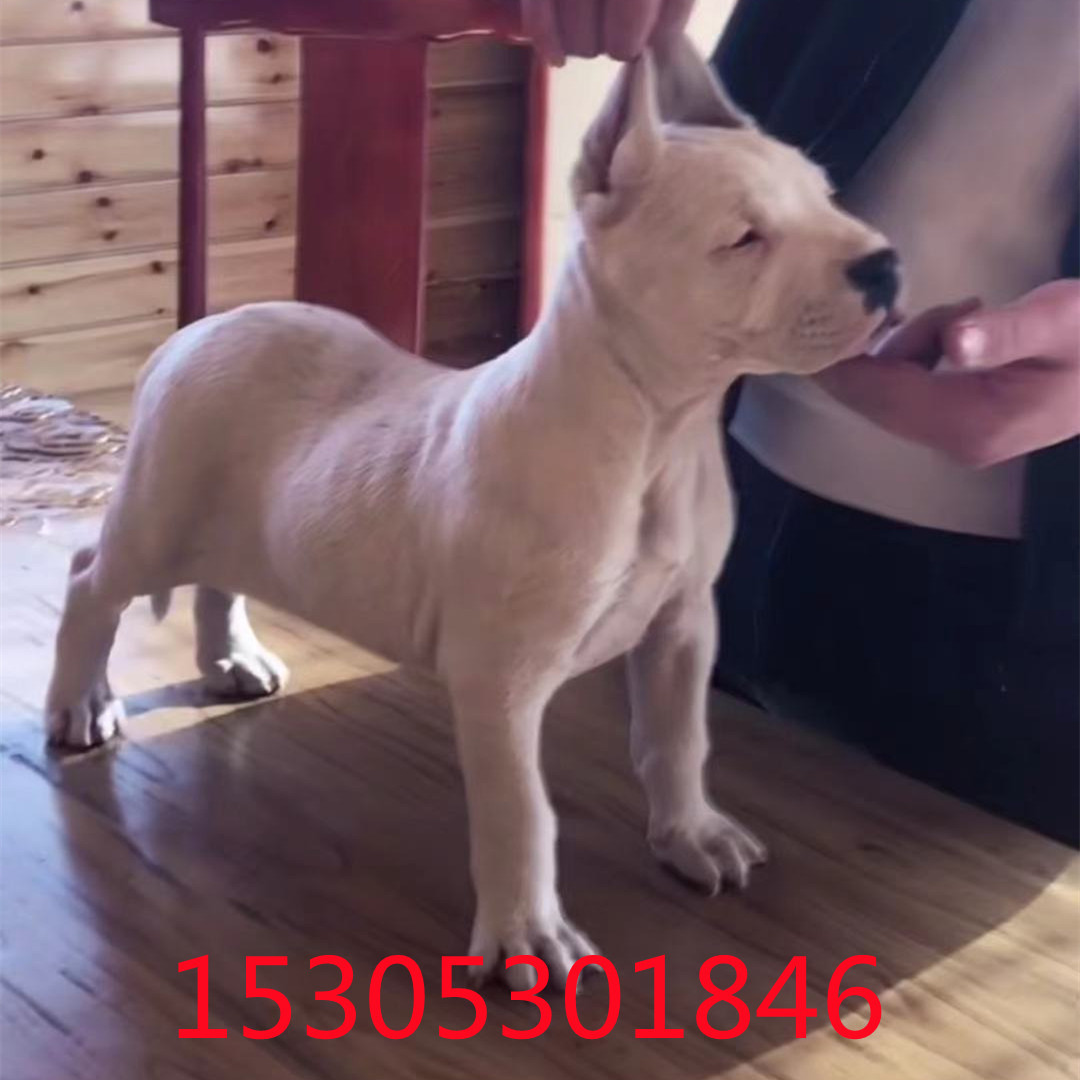 出售阿根廷杜高犬幼犬活体狩猎犬杜高大骨架贴身短毛幼崽价格多少