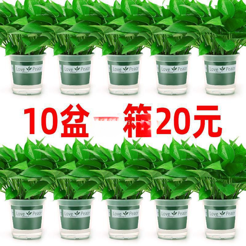 绿萝盆栽室内好养吸除甲醛净化空气水培植物绿植花卉盆栽绿箩黎致