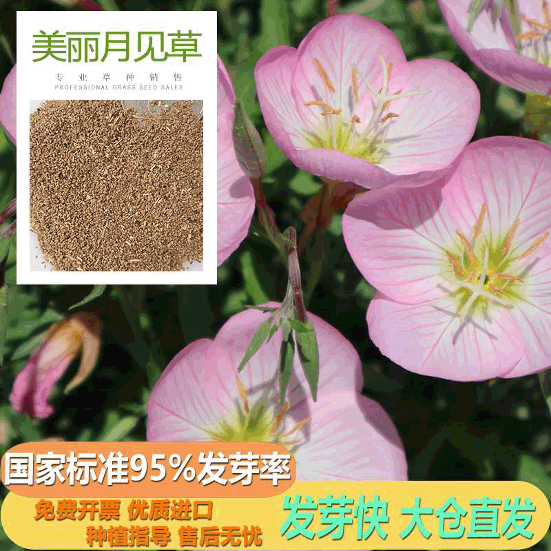 公园景区花海美丽月见草种子花种产地批发园林地被植物工厂批发