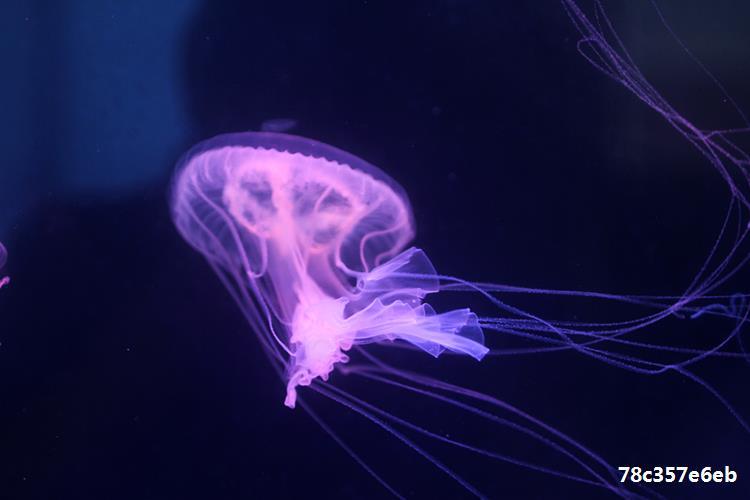 大西洋海刺水母活物体观赏天草水母梦幻神奇彩色透明海水好养宠物