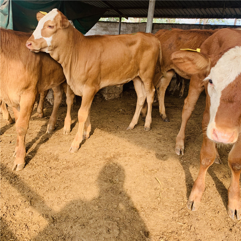 小牛犊苗价格 肉牛鲁西黄牛改良五元杂交牛广西地区适合养殖黄牛