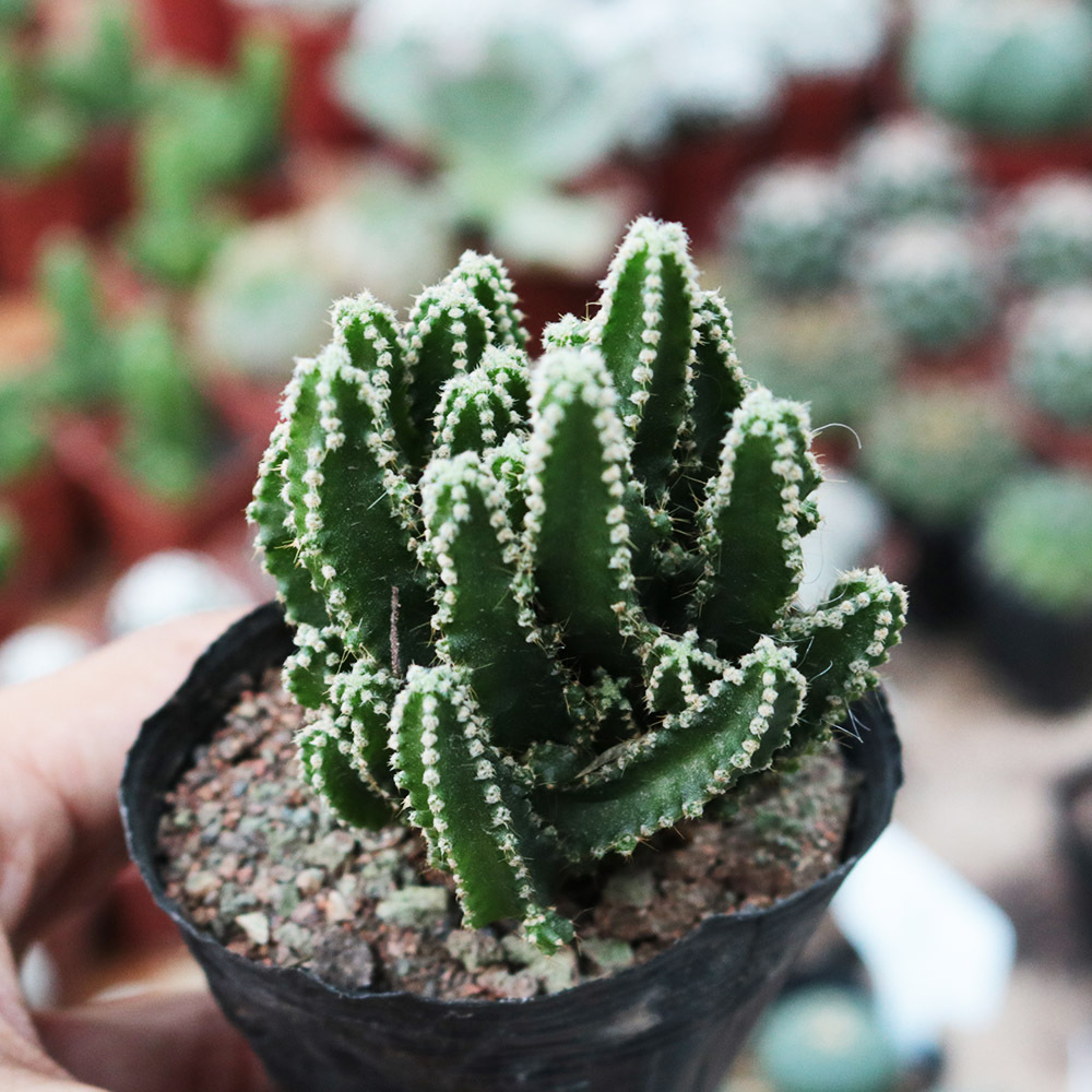 万重山仙人掌绿植单颗1.8满10颗客厅办公桌面盆栽组合花卉仙人球