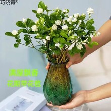 水培茉莉花盆栽客厅花束懒人水培植物卫生间室内好养活浓香型直巧