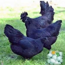 纯种五黑鸡乌骨鸡幼苗高产绿壳蛋鸡活体五黑一绿乌鸡幼崽小鸡活体