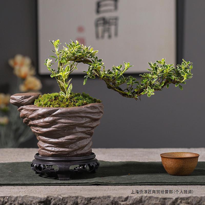 桌面摆件盆景悬崖小造型六月雪办公室内开花盆栽金边盆栽植物其他
