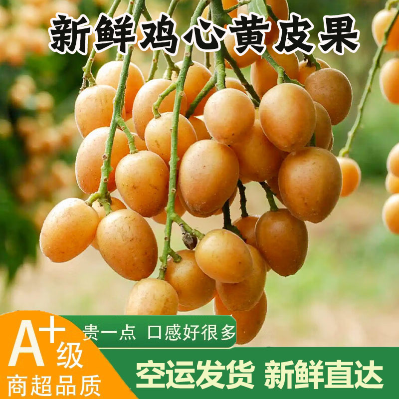 空运现货新鸡心黄皮果5斤当季酸甜孕妇水果现摘现发整箱黄弹子