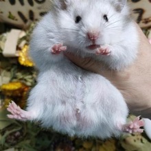 长毛金丝熊仓鼠活物已打疫苗虎纹熊眼圈熊奶牛熊米熊活体儿童宠物