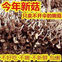 古田不开伞茶树菇茶树菇干货鲜嫩农家茶薪菇农家无硫熏干货