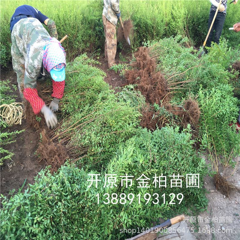 东北珍珠绣线菊4-10分枝 开原绣线菊容器杯苗 珍珠绣线菊树苗球