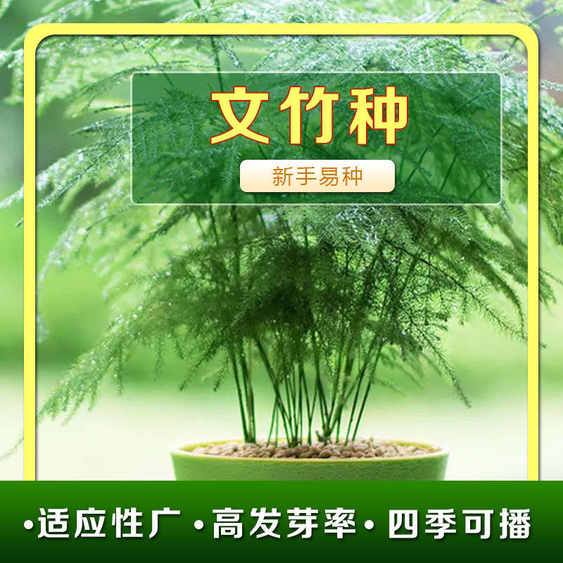 文竹种子四季易活室内防辐射阳台盆栽绿植易种花卉种孑观叶种子