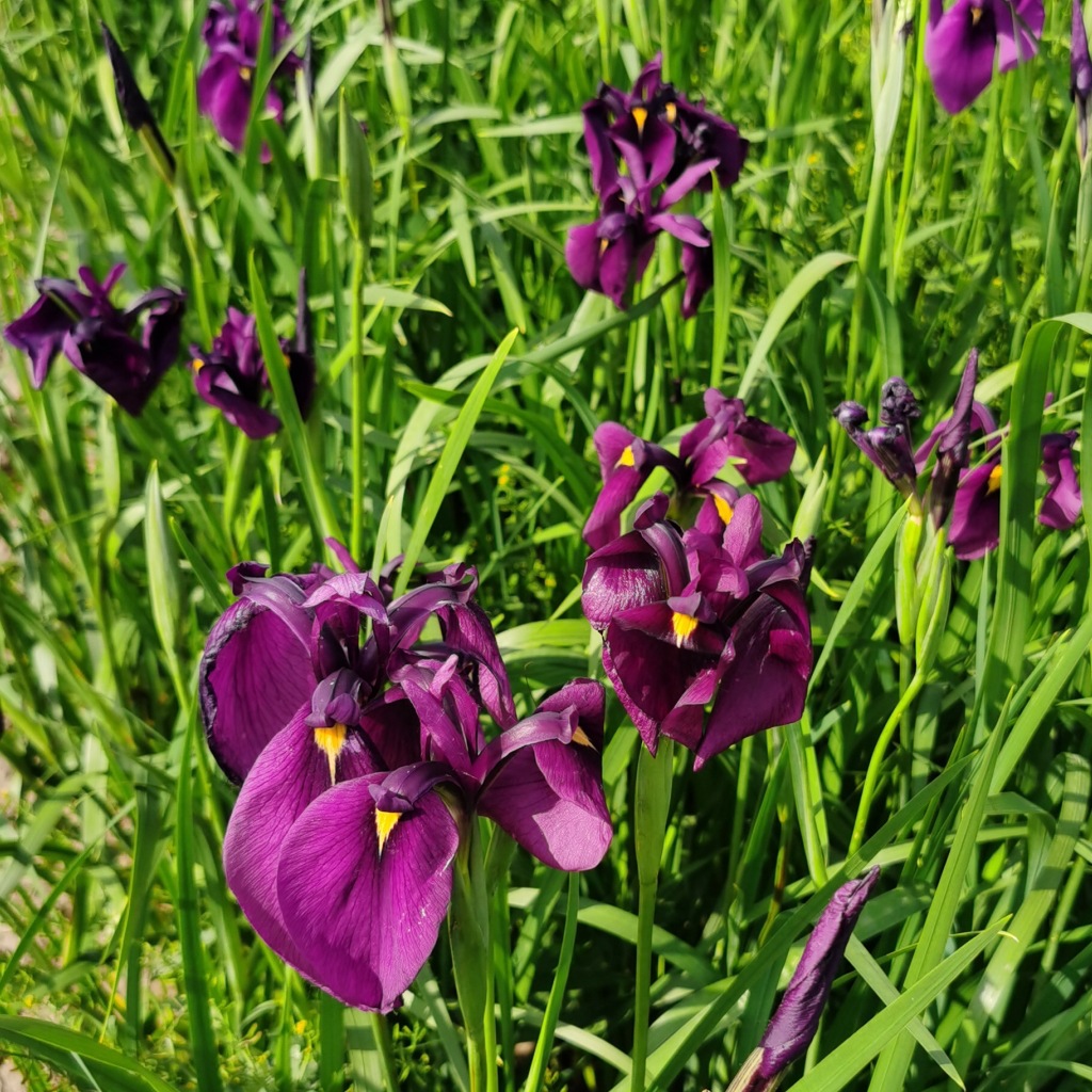 销售耐寒宿根花卉紫花鸢尾绿化工程花海公园绿地耐旱耐贫瘠