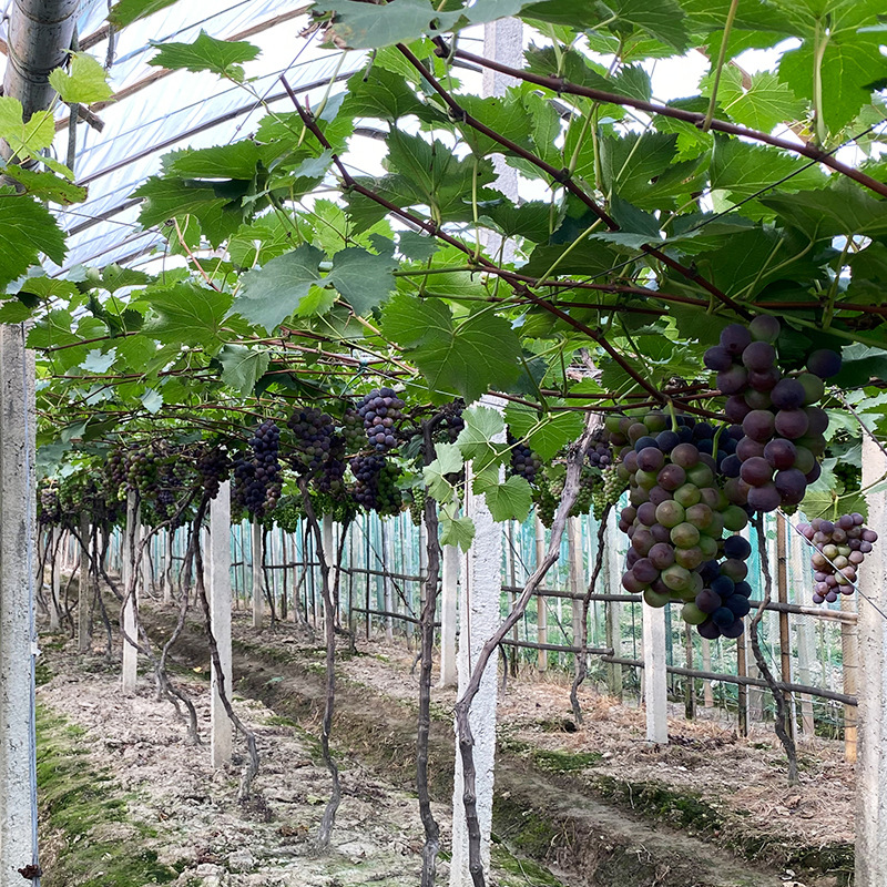 批发葡萄基地批发甬优一号葡萄苗甬优号葡萄树苗南方北方果园种植