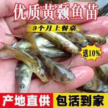 黄骨鱼苗黄颡鱼苗淡水养殖食用活体黄丫头黄鸭叫昂刺鱼黄辣丁鱼苗