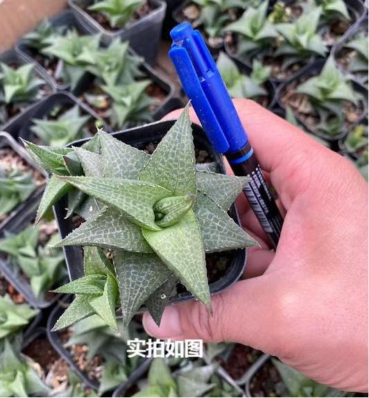 美纹龙鳞4-6cm多肉植物优实拍十二卷玉露