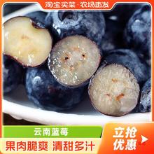 云南蓝莓4盒高原新鲜当季水果农场直发