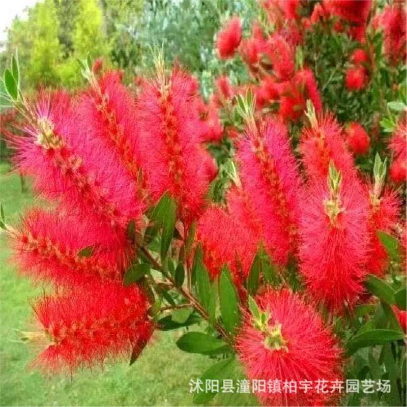 【跨境供货】红千层种子 瓶刷子树种子 红瓶刷金宝树串钱柳树苗种