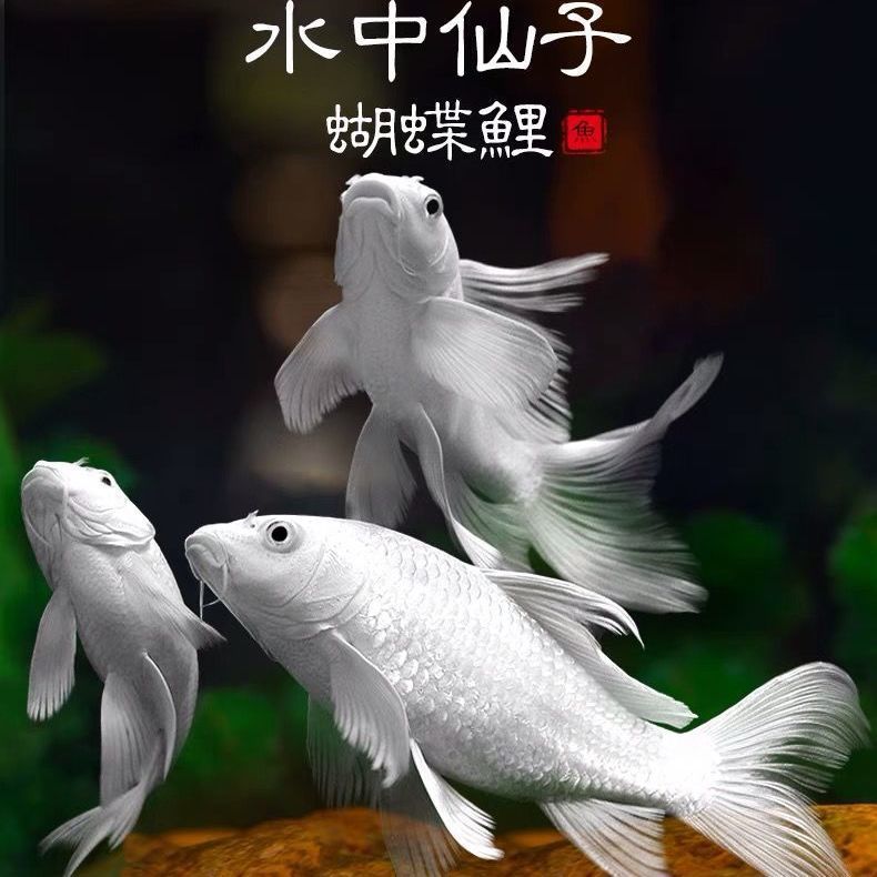 观赏鱼球体蝴蝶鲤鱼活体短身贵妃龙鲤纯种大尾冷水鱼锦鲤鱼苗金鱼