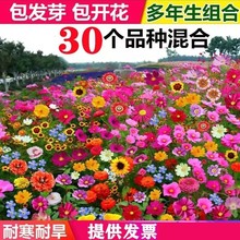 野花组合种子四季开花波斯菊格桑花易活花籽庭院室外绿化花种籽子