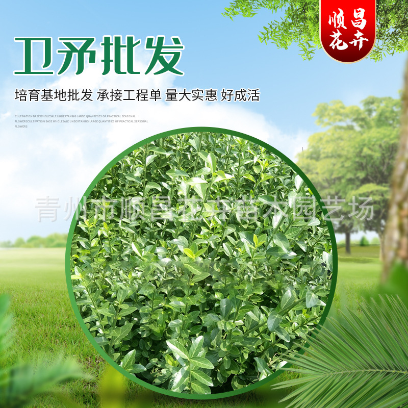 卫矛苗 卫矛树苗 庭院绿化绿篱耐寒耐热四季常青 园林工程绿化苗