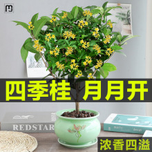 霖冠桂花树苗盆栽四季开花植物室内外花卉浓香好养阳台小绿植盆景