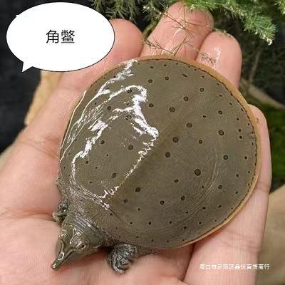 观赏甲鱼珍珠鳖小鳖苗宠物角鳖苗乌龟活体鱼缸混养淡水深水龟
