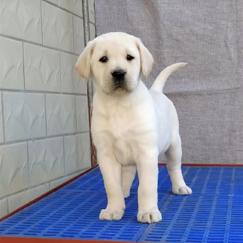 纯 种拉布拉多幼犬活体导盲犬拉布拉多幼崽宠物狗家庭伴侣犬活体