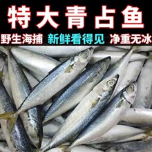 顺丰包邮青占鱼 新鲜冷冻青花鱼 鱼片海鲜水产鱼类青占鱼大鲐鲅鱼