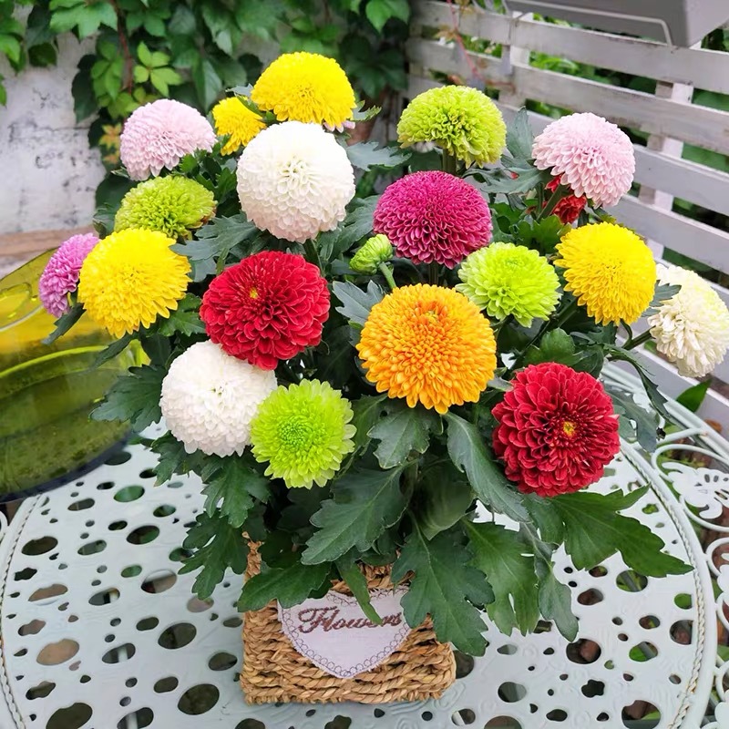 乒乓菊鲜花直批云南基地直批花店婚庆布置摆摊团购家用花鲜切花