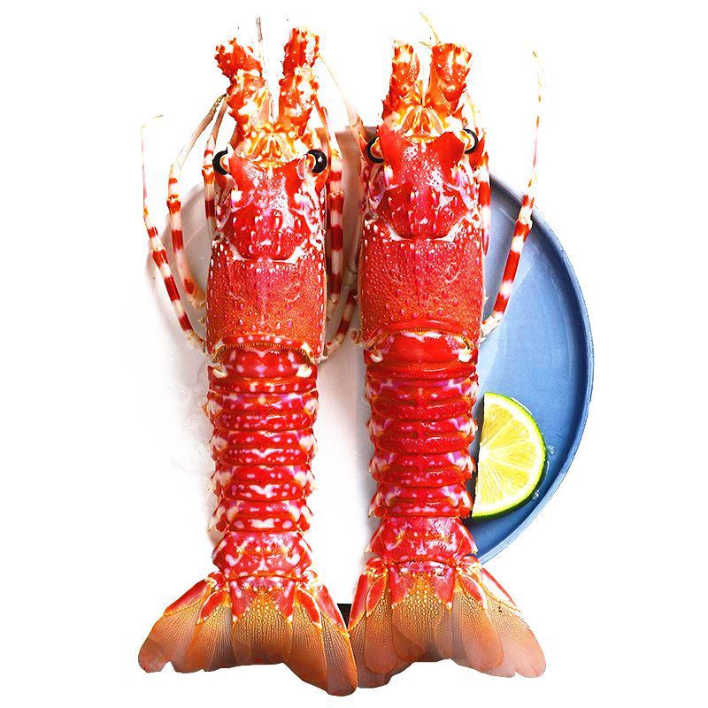 活动【6只 玫瑰龙】超大莫桑比克小青龙虾澳龙红波龙刺身新鲜冻品