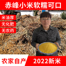 2023新米内蒙古赤峰敖汉小米农家黄小米五谷杂粮小黄米5斤小米粥