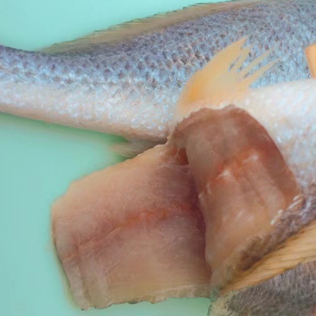 墨西哥黄鱼南美洲大黄鱼冻黄鳍短须石首鱼黄姑鱼黄古鱼